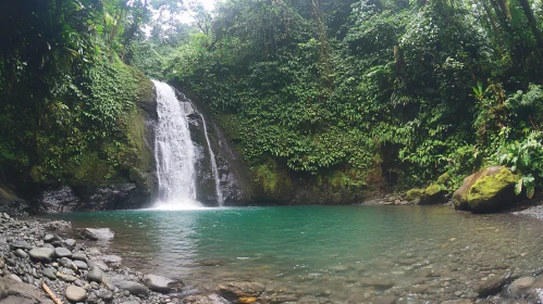 Serene Waterfall in Dense Jungle