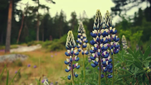 Wild Lupines Blooming in a Summer Forest