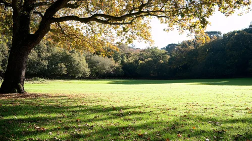 Autumn Tree Over Sunlit Grass Field