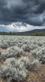 Foreboding Clouds Over Sagebrush Field