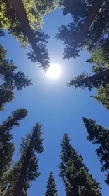 Sunlit Forest Canopy Against Blue Sky