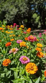 Colorful Bloom of Zinnias in Nature