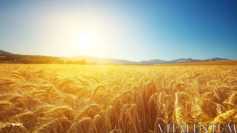 Sunlit Golden Wheat Field Landscape AI Image