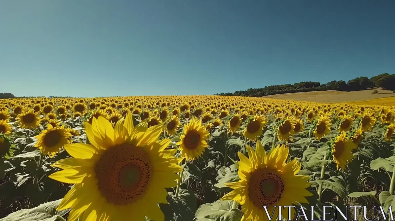 Sunflowers in Full Bloom Under Blue Skies AI Image