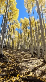 Autumn Forest Filled with Yellow Leaves under Blue Sky