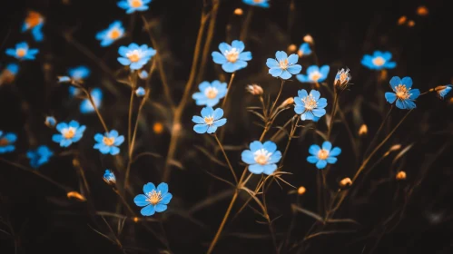 Vivid Blue Blossoms on Dark Background