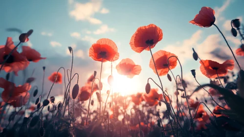 Sunset Glow on Poppy Field