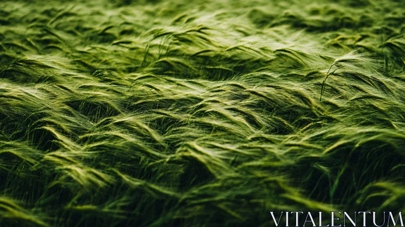 Serene Green Field