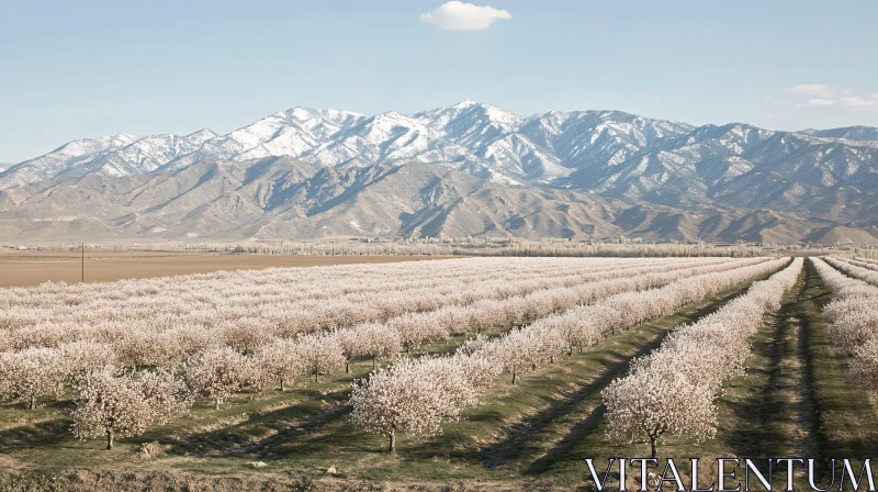 Blossoming Orchard with Majestic Mountain Backdrop AI Image