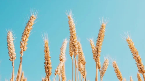 Wheat Field Under Blue Sky