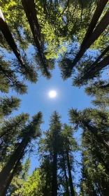 Towering Trees and Bright Sun in a Forest