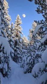 Winter Wonderland in Full Moonlight