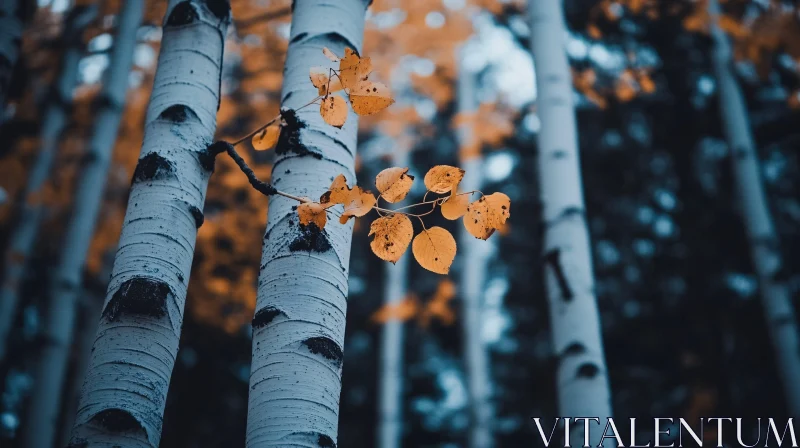 Tranquil Autumn Forest: Birch Trees and Vibrant Leaves AI Image