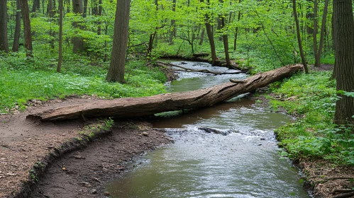 Serene Forest Creek and Fallen Tree Bridge