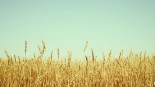 Tranquil Wheat Field Against Blue Sky