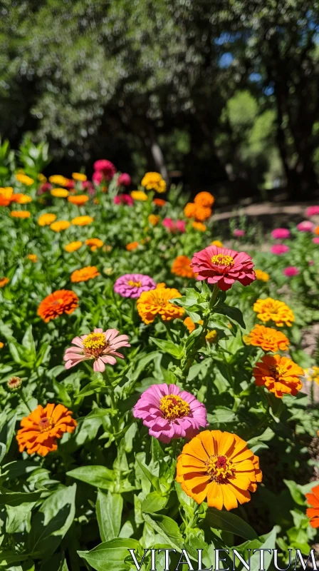 Colorful Bloom of Zinnias in Nature AI Image