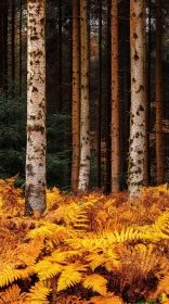 Autumn Forest with Birch Trees and Yellow Ferns