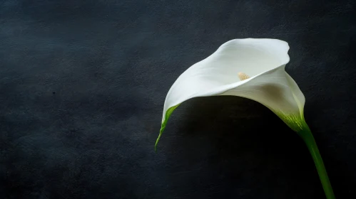 Graceful Calla Lily on Dark Canvas