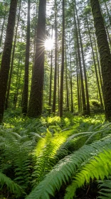 Sunlit Forest with Green Ferns