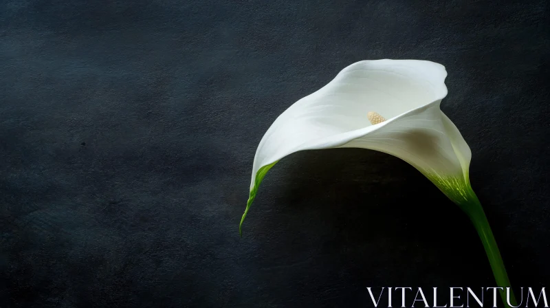 Graceful Calla Lily on Dark Canvas