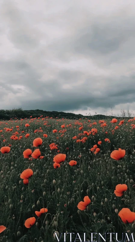 Field of Orange Poppies under Cloud Cover AI Image