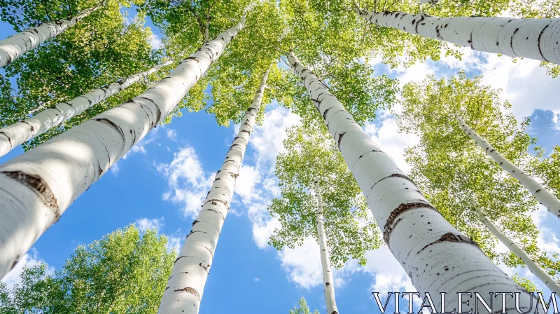 AI ART Tall Birch Trees Reaching for the Clear Sky