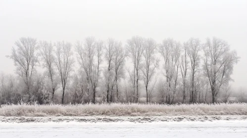 Tranquil Snowy Scene with Frosted Trees