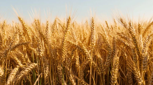 Abundant Wheat Field Basking in Sunlight Before Harvest