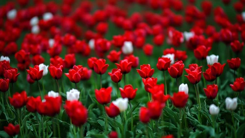 Red and White Tulip Field in Spring Garden