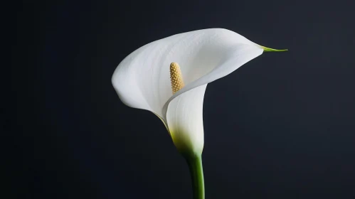 Graceful White Lily on Dark Canvas