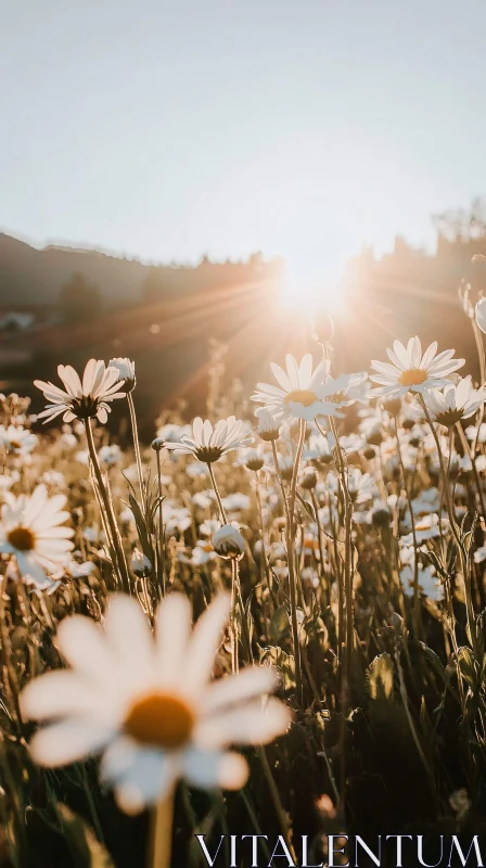 Peaceful Morning in a Daisy Field AI Image