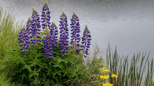 Purple Lupines with Calm Lake Background