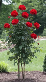 Blooming Red Roses in Garden Setting