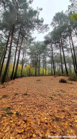 Serene Autumn Forest Landscape