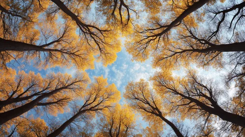 Majestic Tall Trees in Autumn