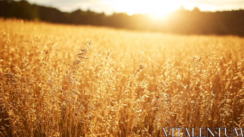 AI ART Sunlit Golden Field in the Morning