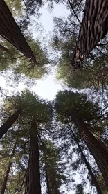 Towering Trees against the Sky