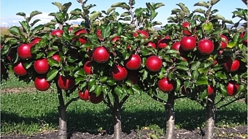 Apple Trees Laden with Fruit