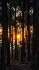 Serene Forest Sunset Landscape