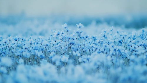 Tranquil Blue Flower Meadow