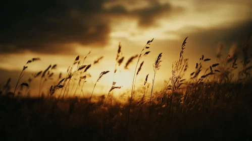 Golden Hour in a Tranquil Wheat Field