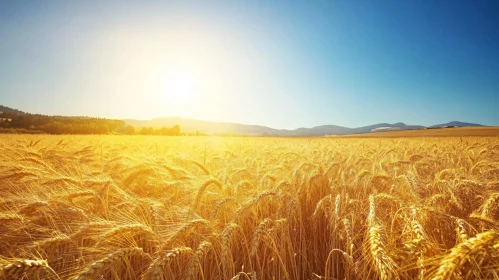 Sunlit Golden Wheat Field Landscape