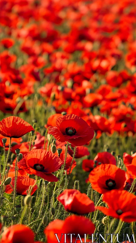 AI ART Vibrant Red Poppies in Blooming Field