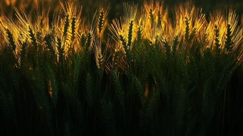 Sunset Illuminated Wheat Field