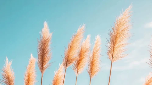 Serene Pampas Grass in Sunlight