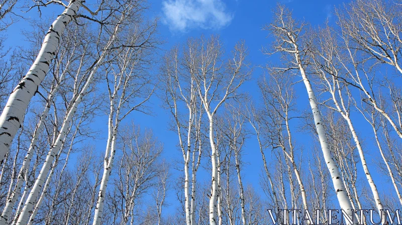 AI ART Leafless Birch Trees Reaching for the Sky