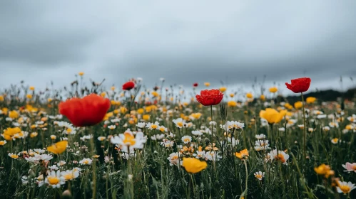 Colorful Field of Poppies and Daisies