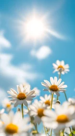 Sunlit Daisies with a Clear Blue Sky