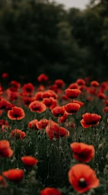 Stunning Red Poppies Field