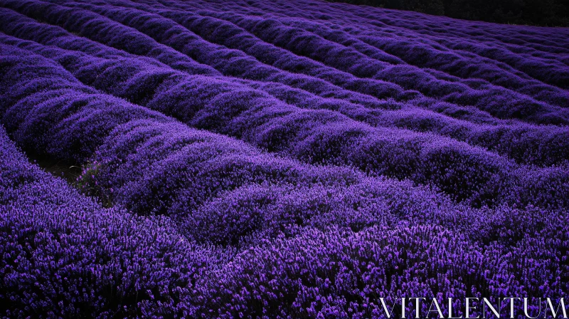 Vast Lavender Field in Bloom AI Image